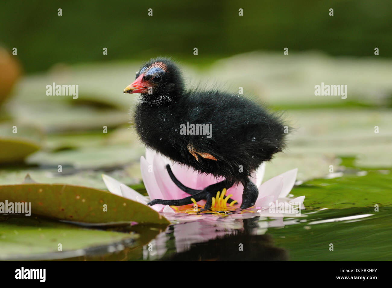 (Moorhen Gallinula chloropus), moorhen chick camminando su un acqua-lily, Germania Foto Stock