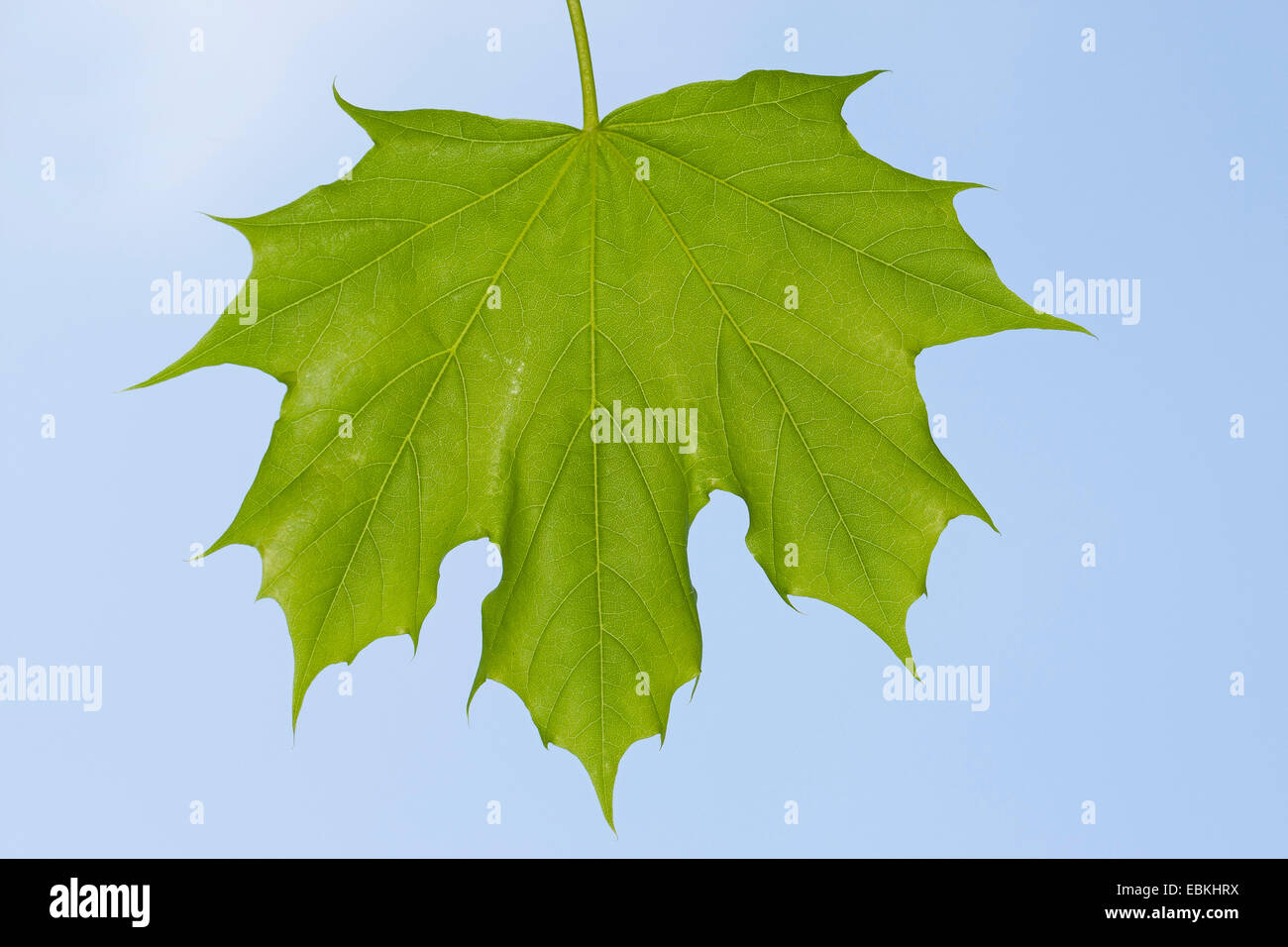 Norvegia (acero Acer platanoides), foglia contro il cielo blu, Germania Foto Stock