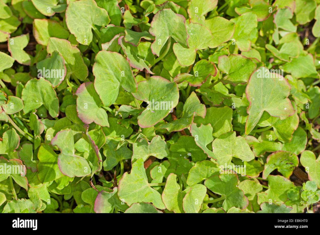 Il francese sorrel, vero francese (acetosa rumex scutatus), Giovani foglie fresche prima della fioritura, Germania Foto Stock