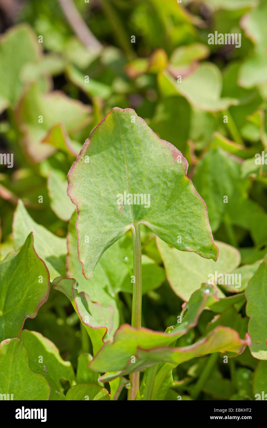 Il francese sorrel, vero francese (acetosa rumex scutatus), Giovani foglie fresche prima della fioritura, Germania Foto Stock