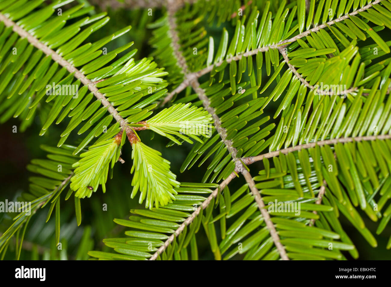 Unione di abete bianco (Abies alba), il ramo da sopra con giovani germogli, Germania Foto Stock