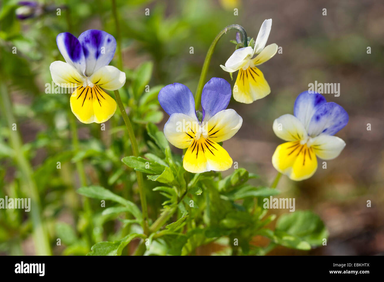 Cuore di semplicità, heartsease, wild pansy, a tre colori (Viola Viola tricolore), fiori, Germania Foto Stock