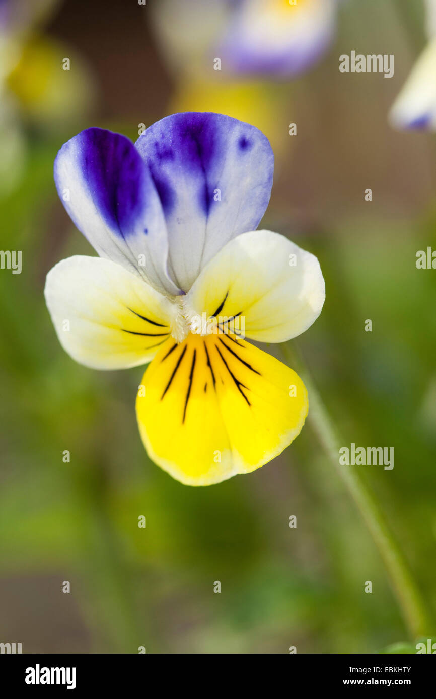 Cuore di semplicità, heartsease, wild pansy, a tre colori (Viola Viola tricolore), fiore, Germania Foto Stock