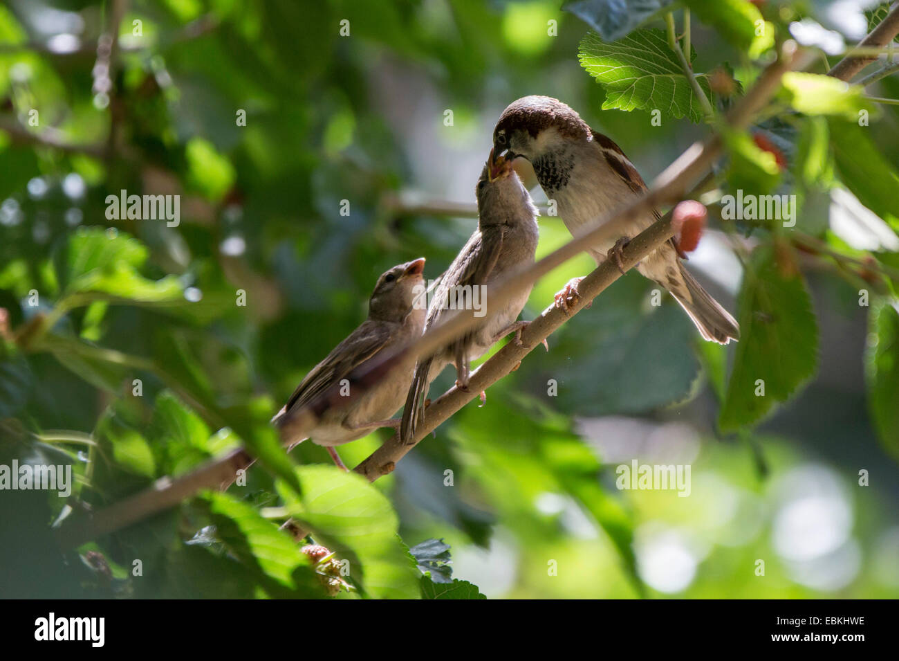 Casa passero (Passer domesticus), maschio alimentazione dei giovani bird, STATI UNITI D'AMERICA, Arizona, Phoenix Foto Stock