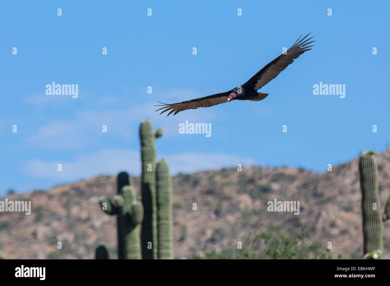 La Turchia vulture (Cathartes aura) volando nella parte anteriore di un Saguaro, USA, Arizona, Phoenix Foto Stock