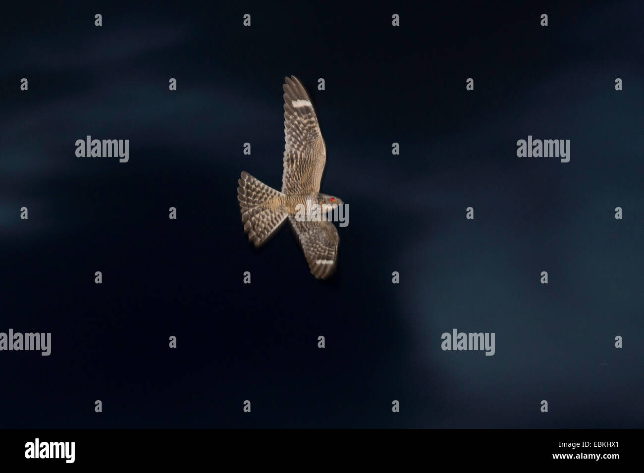 Nighthawk minore (Chordeiles acutipennis), in volo, USA, Arizona, Phoenix Foto Stock
