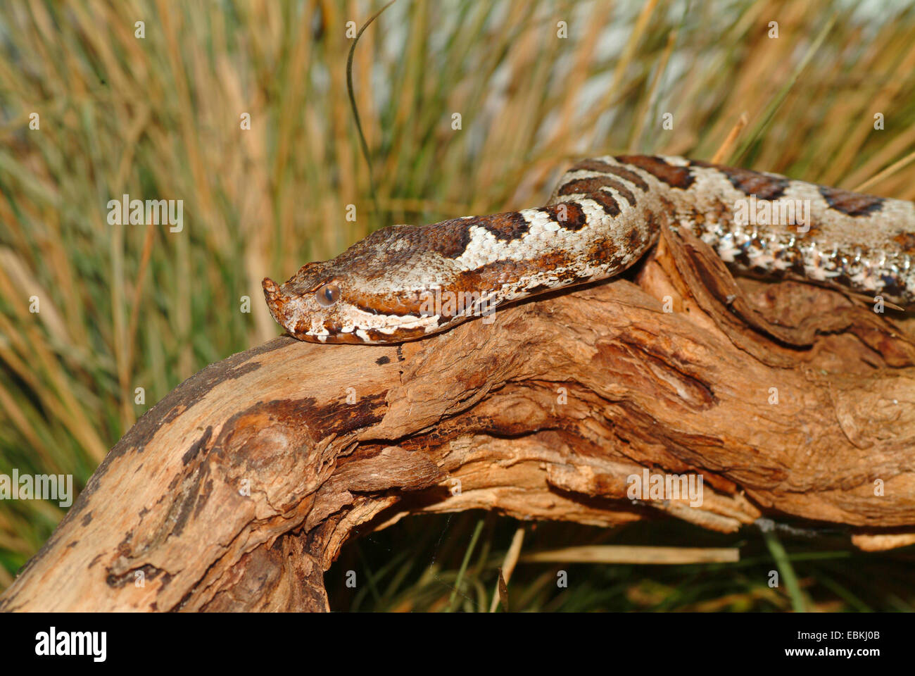 Naso-cornuto viper, vipera cornuta, a becco lungo viper (Vipera ammodytes), ritratto Foto Stock