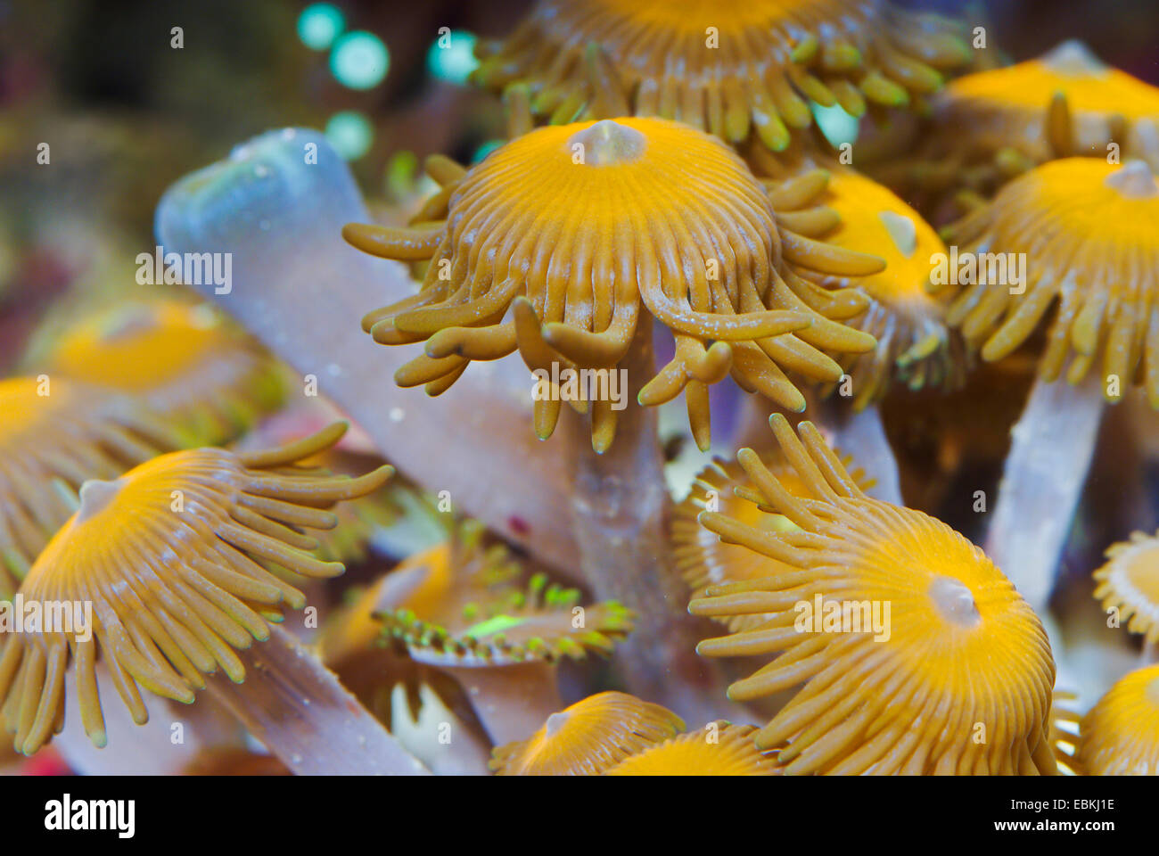 Tappetino del mare (Zoanthus spec.), vista dall'alto Foto Stock