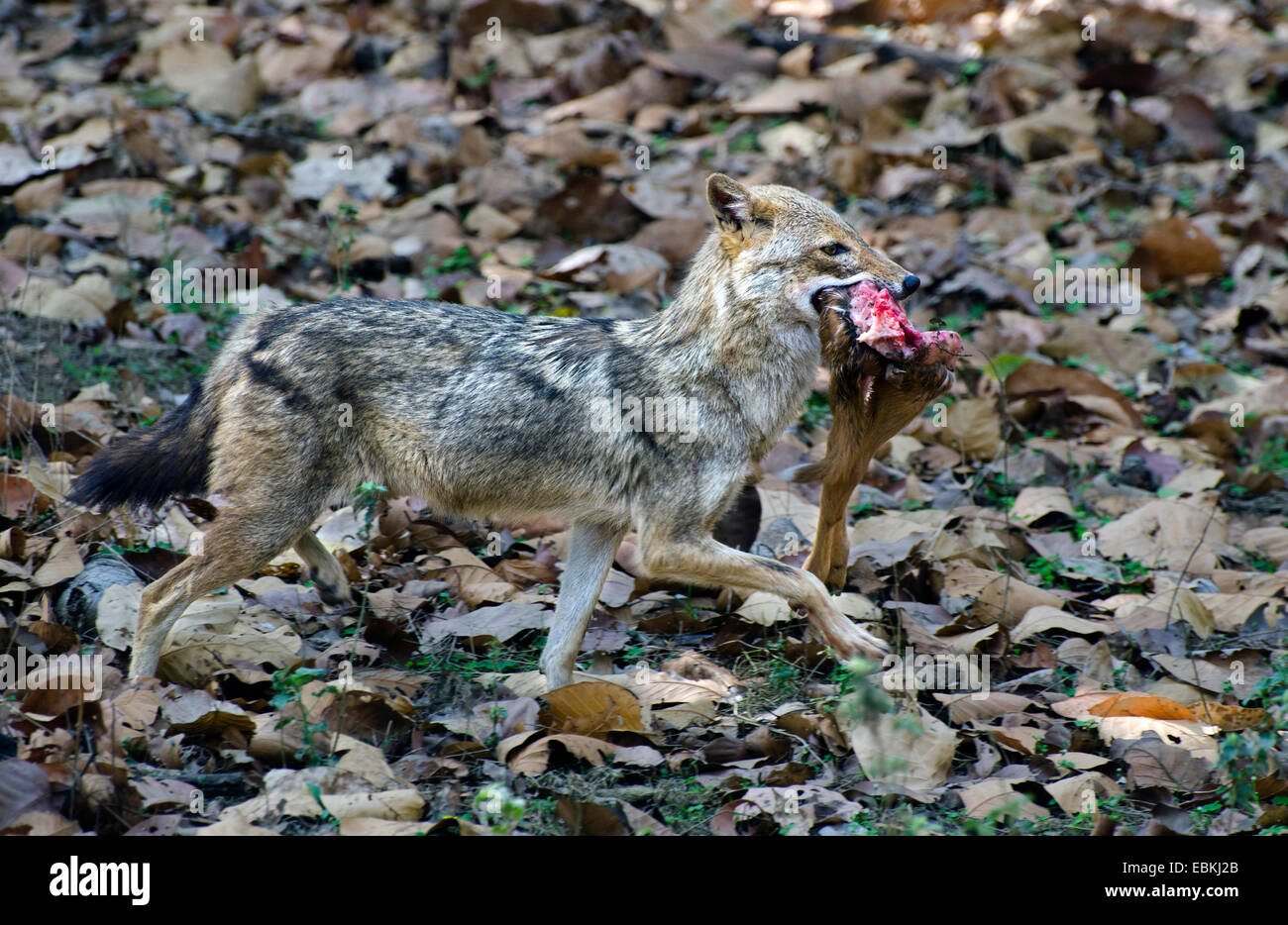 Golden jackal (Canis aureus), con la preda nella sua bocca, India, Madhya Pradesh Foto Stock