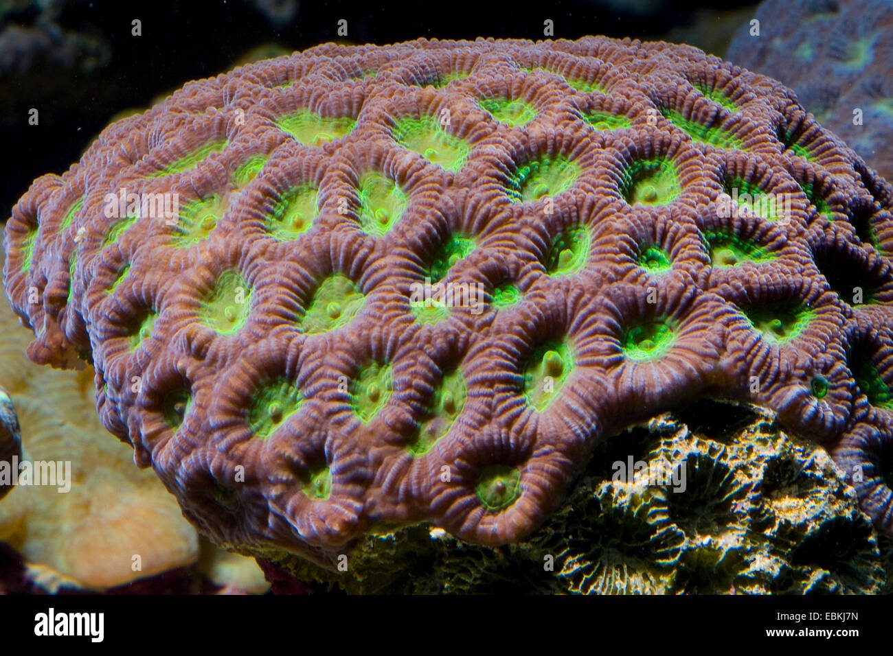 Brain Coral (Favia spec.), vista da vicino Foto Stock