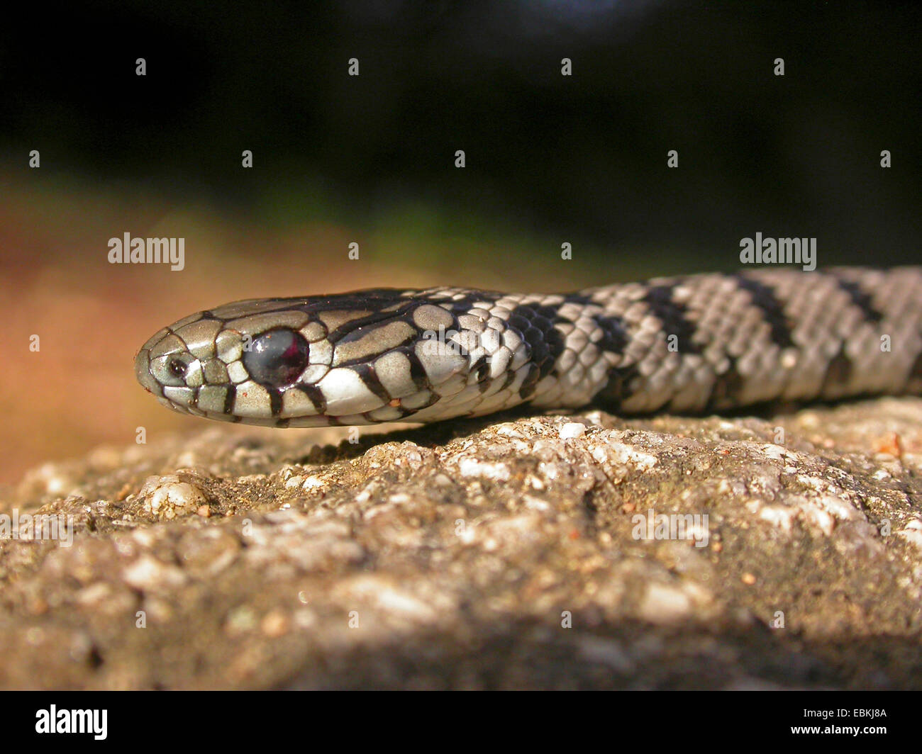 Biscia dal collare (Natrix natrix corsa, Natrix corsa), giacente su una roccia Foto Stock