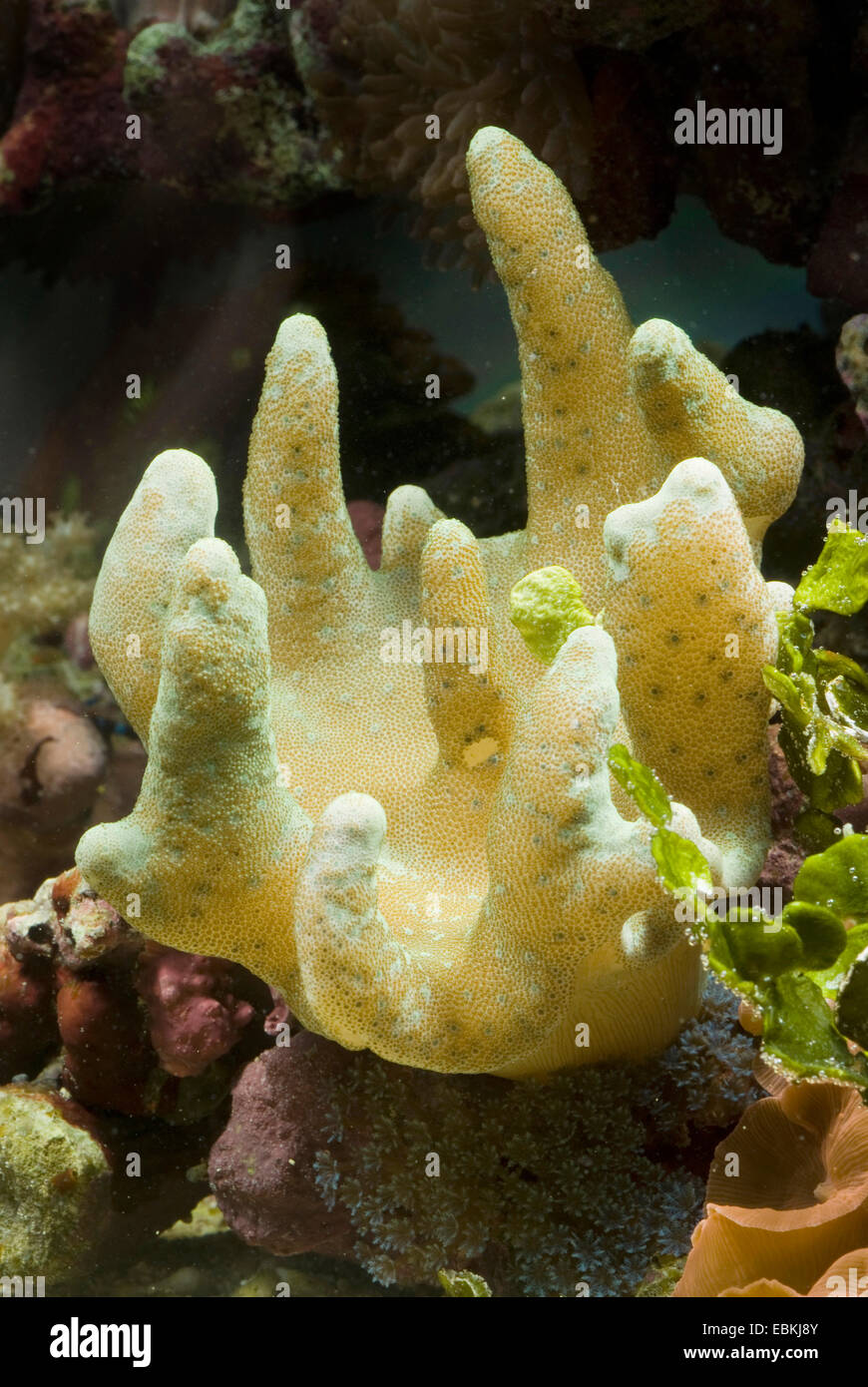 Soft Coral, dito pelle (Lobophytum spec.) Foto Stock