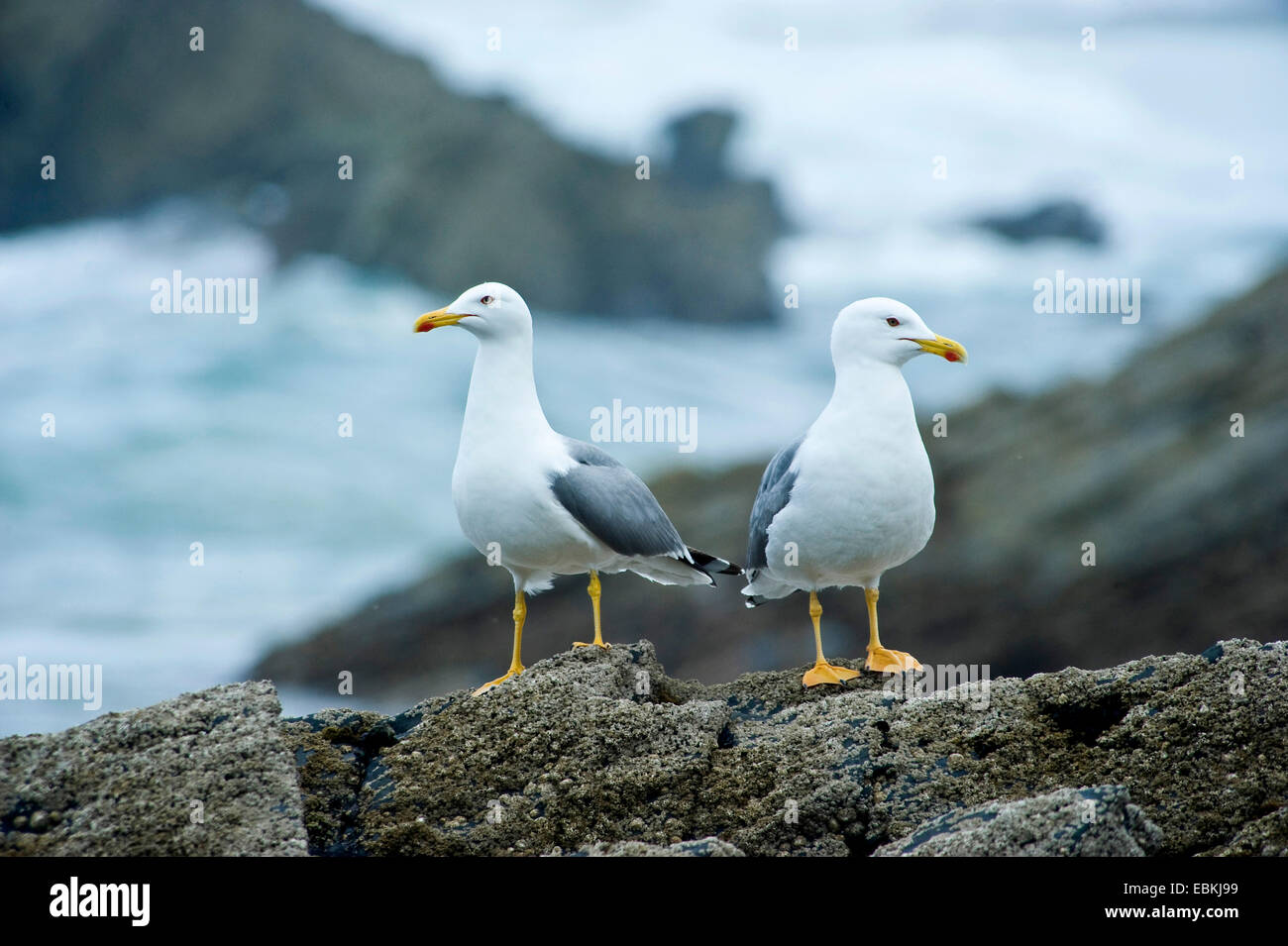 Aringa gabbiano (Larus argentatus), sittin su rocce costiere, Portogallo, Aljezur Foto Stock