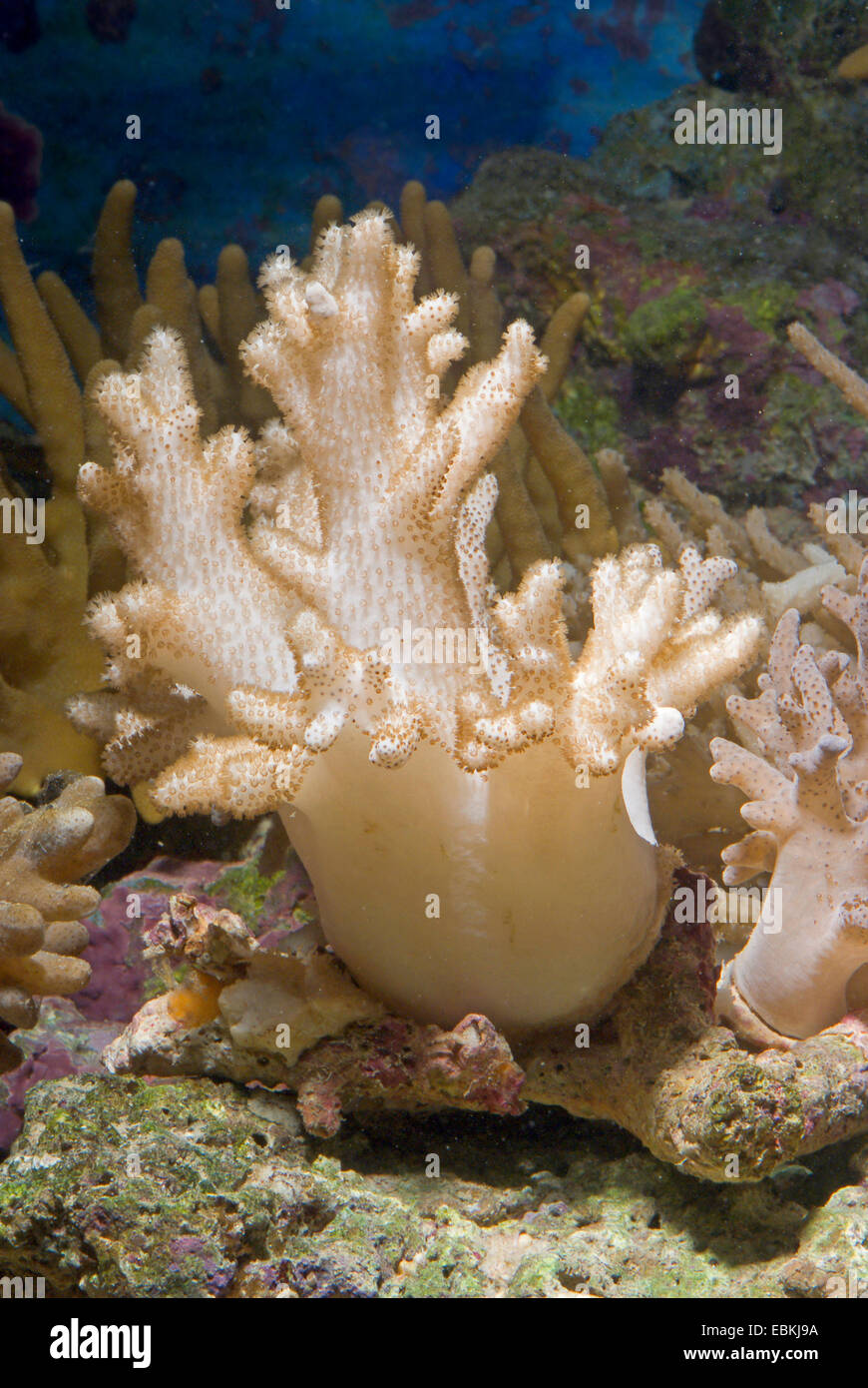Soft Coral, dito pelle (Lobophytum spec.) Foto Stock