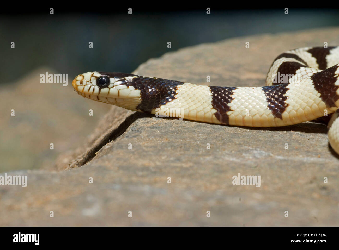 California (Kingsnake Lampropeltis getula californiae), 50/50 Foto Stock