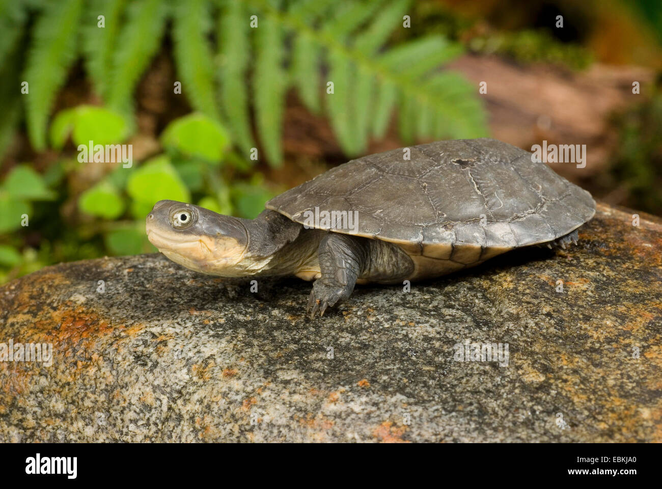 West African fango tartaruga (Pelusios castaneus), seduto su di una pietra Foto Stock