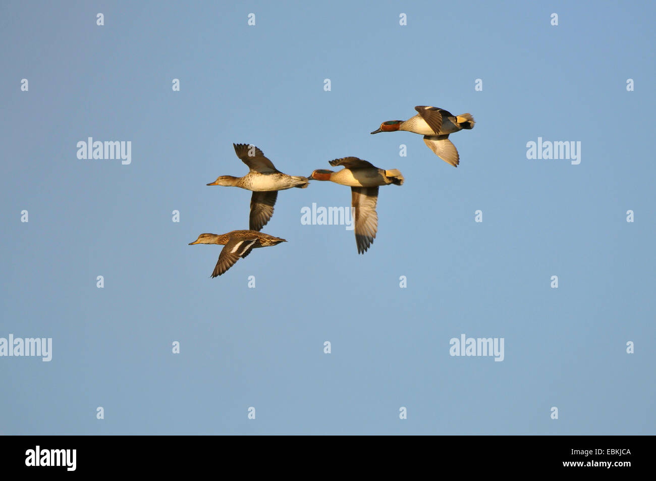 Verde-winged teal (Anas crecca), di sesso maschile e femminile in volo, Germania Foto Stock