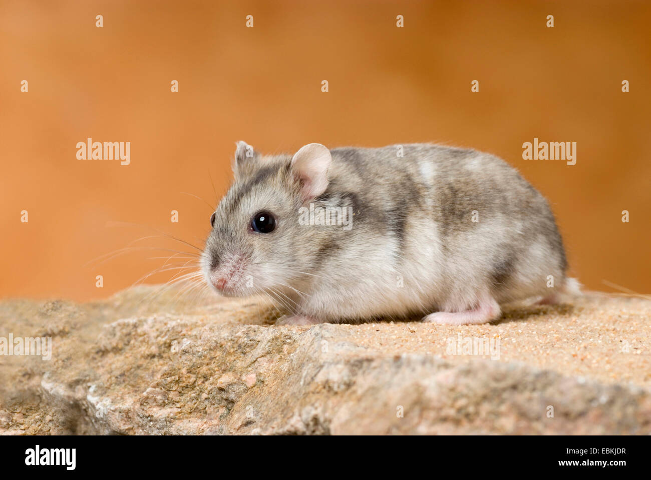 Striped hairy-footed hamster, Dzungarian criceto (Phodopus sungorus), seduto su di una pietra Foto Stock