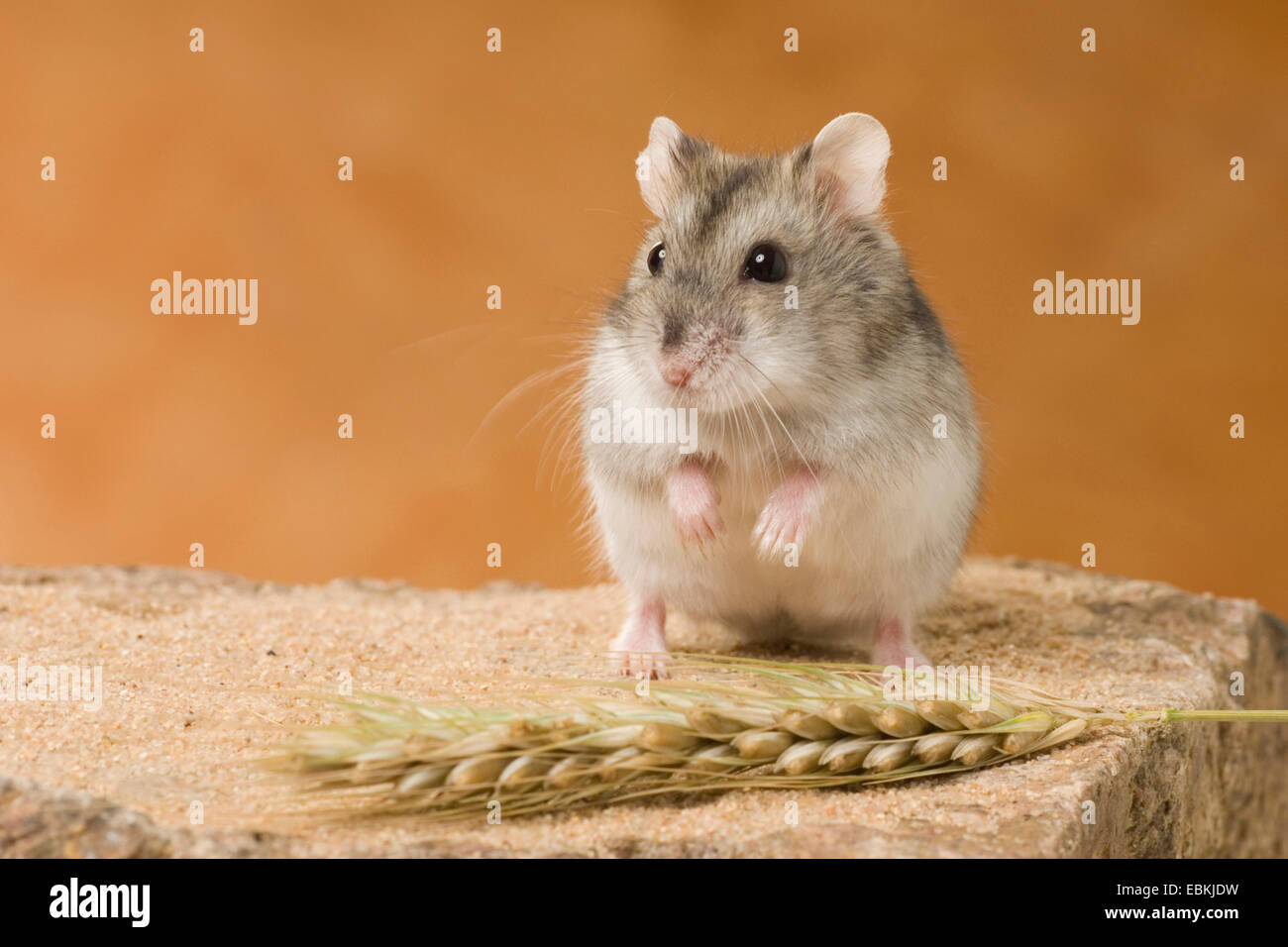 Striped hairy-footed hamster, Dzungarian criceto (Phodopus sungorus), seduto davanti a un orecchio di mais Foto Stock