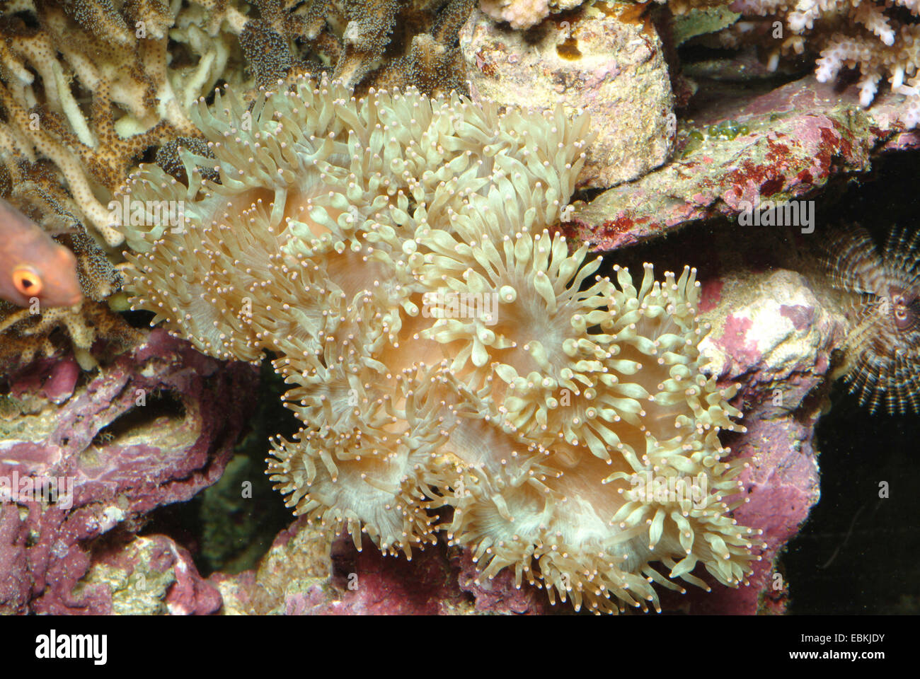 Bolla di perla corallo (Physogyra lichtensteini), vista dall'alto Foto Stock