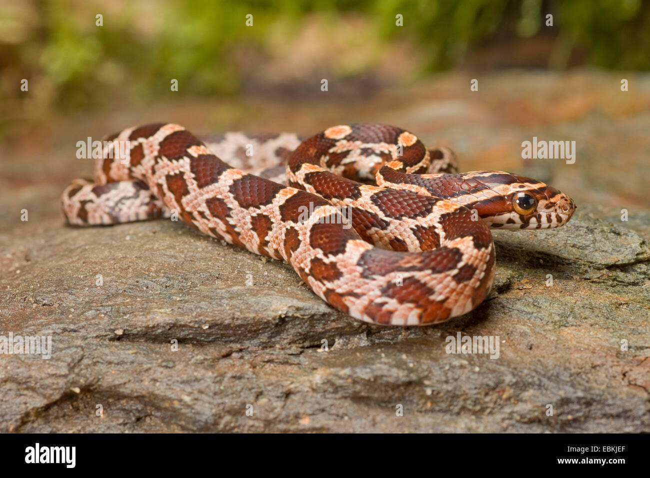 Il mais snake (Elaphe guttata, Pantherophis guttatus), giacente su una roccia Foto Stock