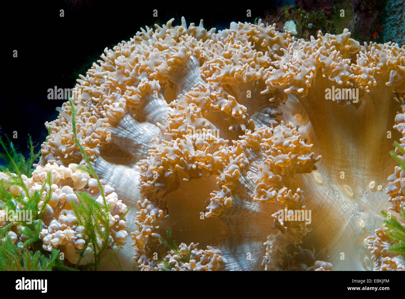 Bolla di perla corallo (Physogyra lichtensteini), vista laterale Foto Stock