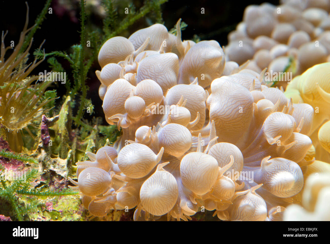 Bolla di perla corallo (Physogyra lichtensteini), vista laterale Foto Stock