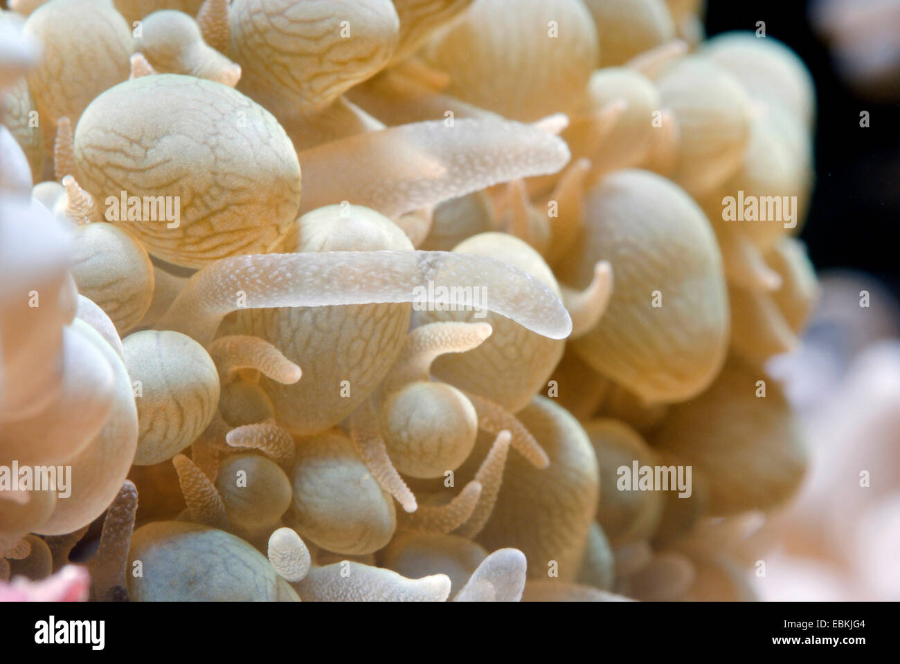 Bolla di perla corallo (Physogyra lichtensteini), macro shot Foto Stock