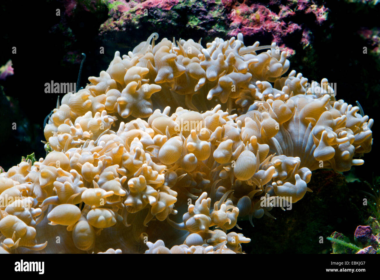 Bolla di perla corallo (Physogyra lichtensteini), vista laterale Foto Stock