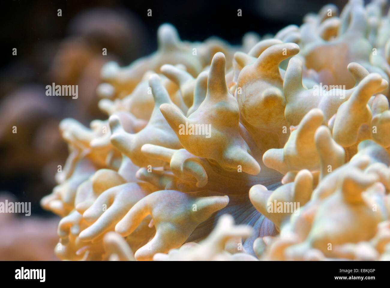 Bolla di perla corallo (Physogyra lichtensteini), macro shot Foto Stock