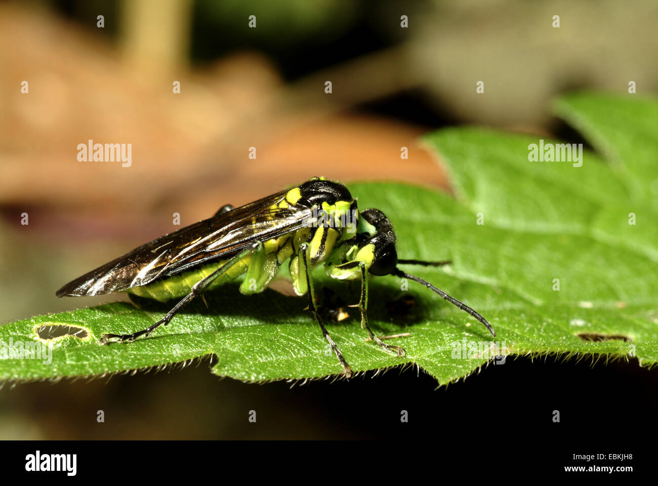 Sawfly, visto-fly (Tenthredo mesomela, Eurogaster mesomela), vista laterale Foto Stock