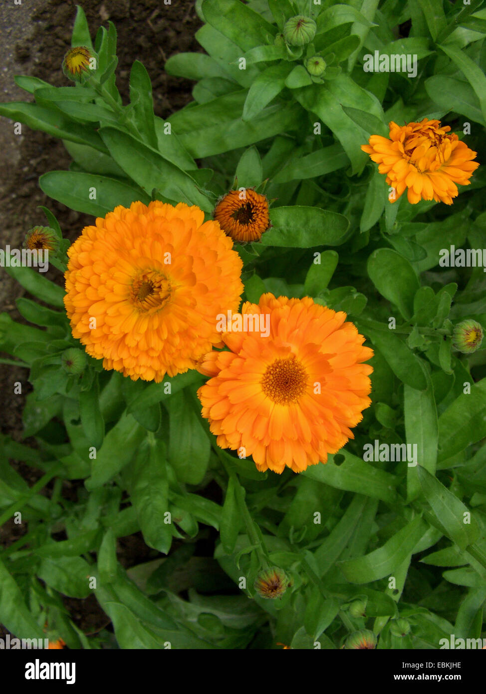 Giardino-calendula (Calendula officinalis), fioritura Foto Stock