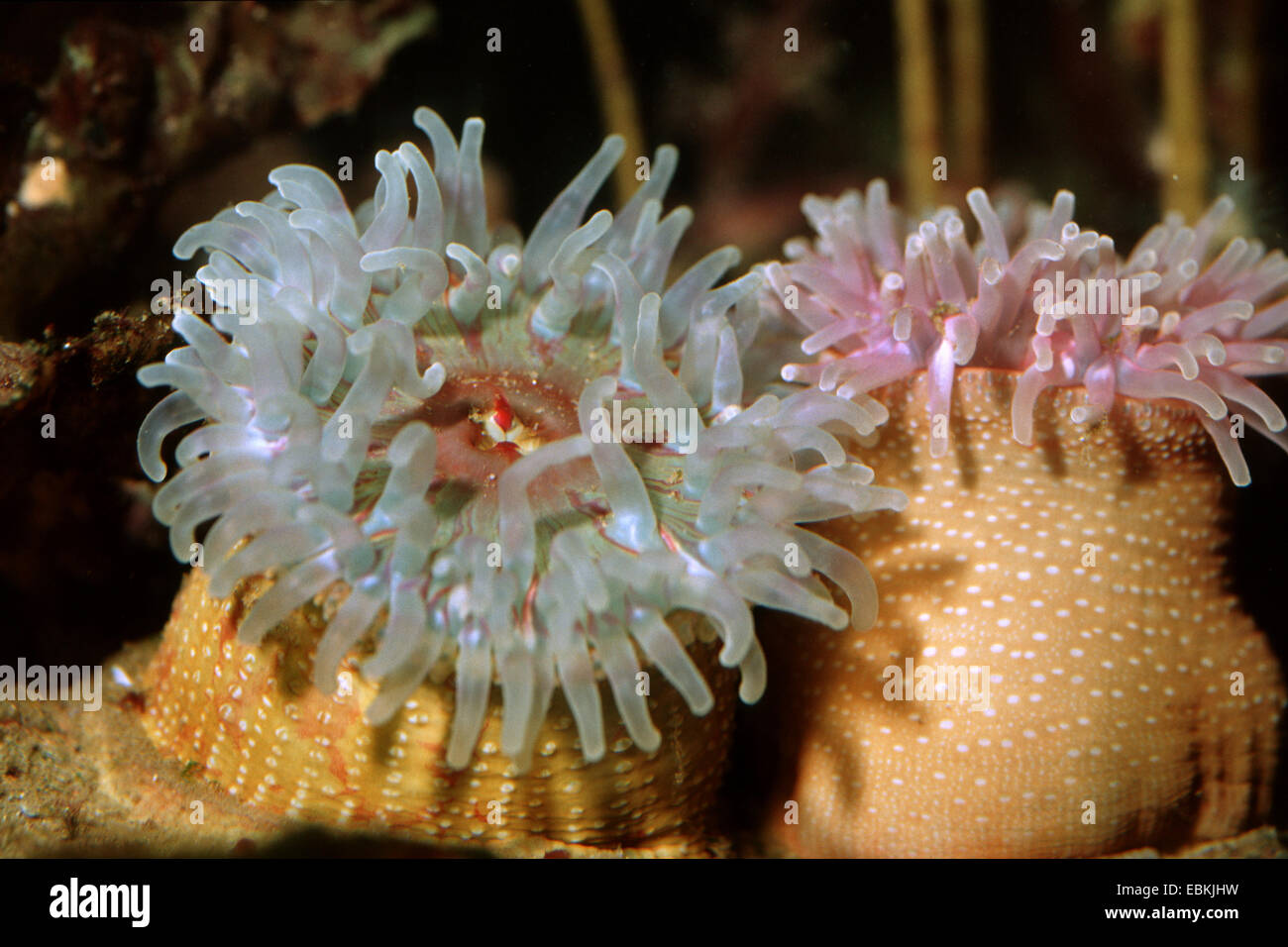 I gatti dahlia anemone, gatti mare dahlia (Urticina felina, Tealia felina) Foto Stock