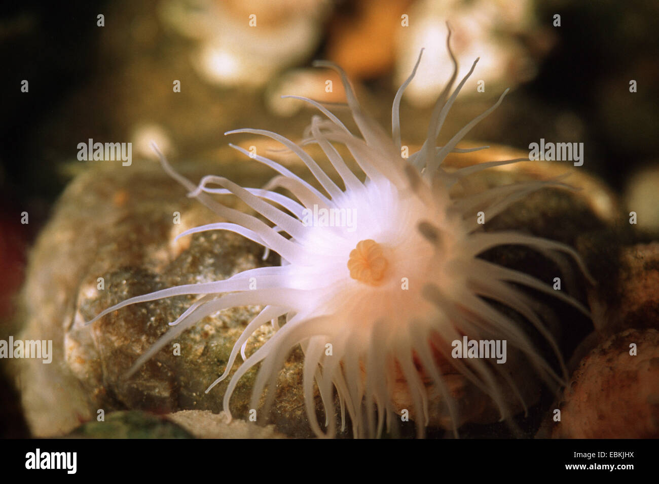 Anemone marittimo (Hormathia digitata) Foto Stock