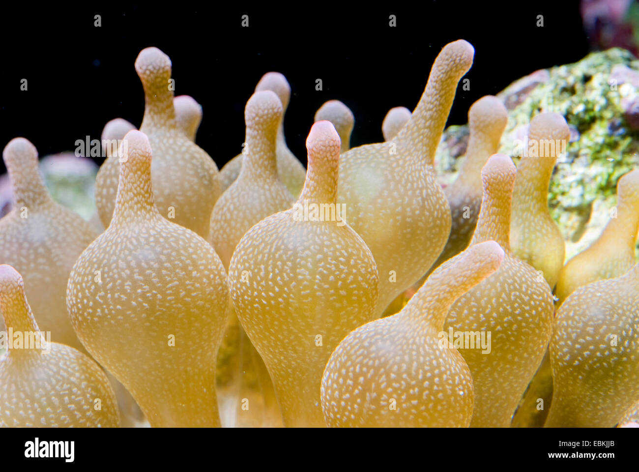 Quattro-colorato anemone, bubble-punta anemone, bulbo-punta anemone, bulbo-tentacolo anemone marittimo, maroon (anemone Entacmaea quadricolor), vista da vicino Foto Stock