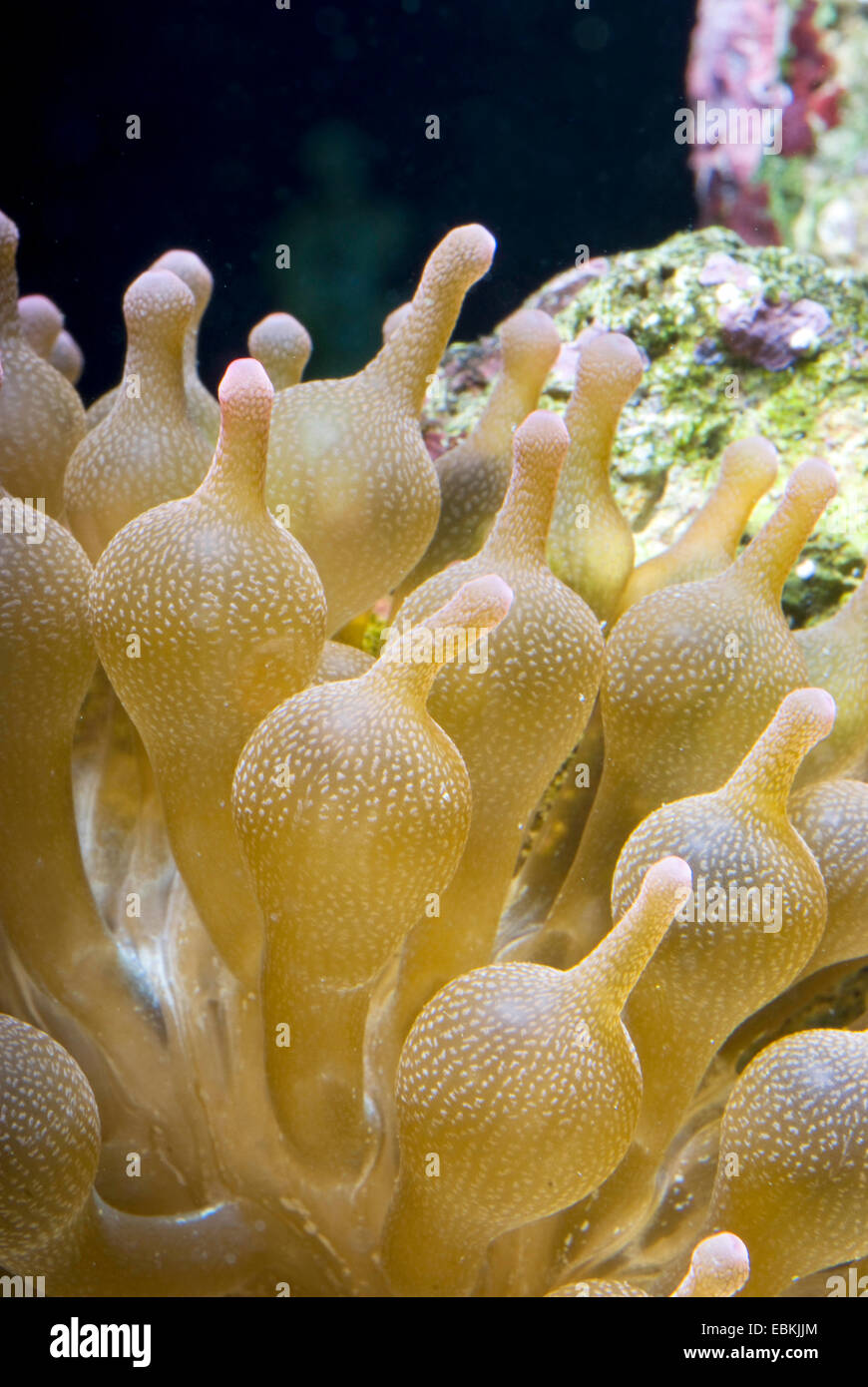 Quattro-colorato anemone, bubble-punta anemone, bulbo-punta anemone, bulbo-tentacolo anemone marittimo, maroon (anemone Entacmaea quadricolor), vista da vicino Foto Stock