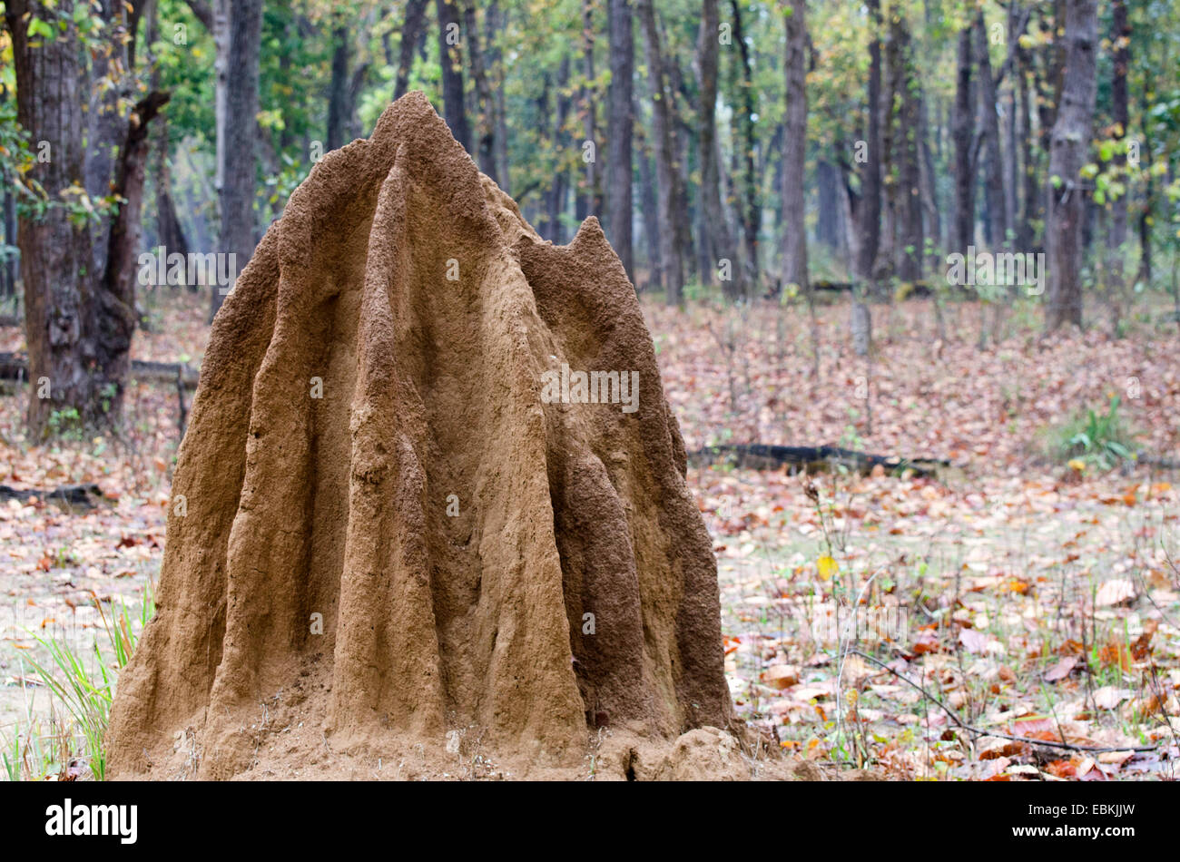 Termite mound hill, India, Madhya Pradesh, Parco Nazionale di Kanha Foto Stock