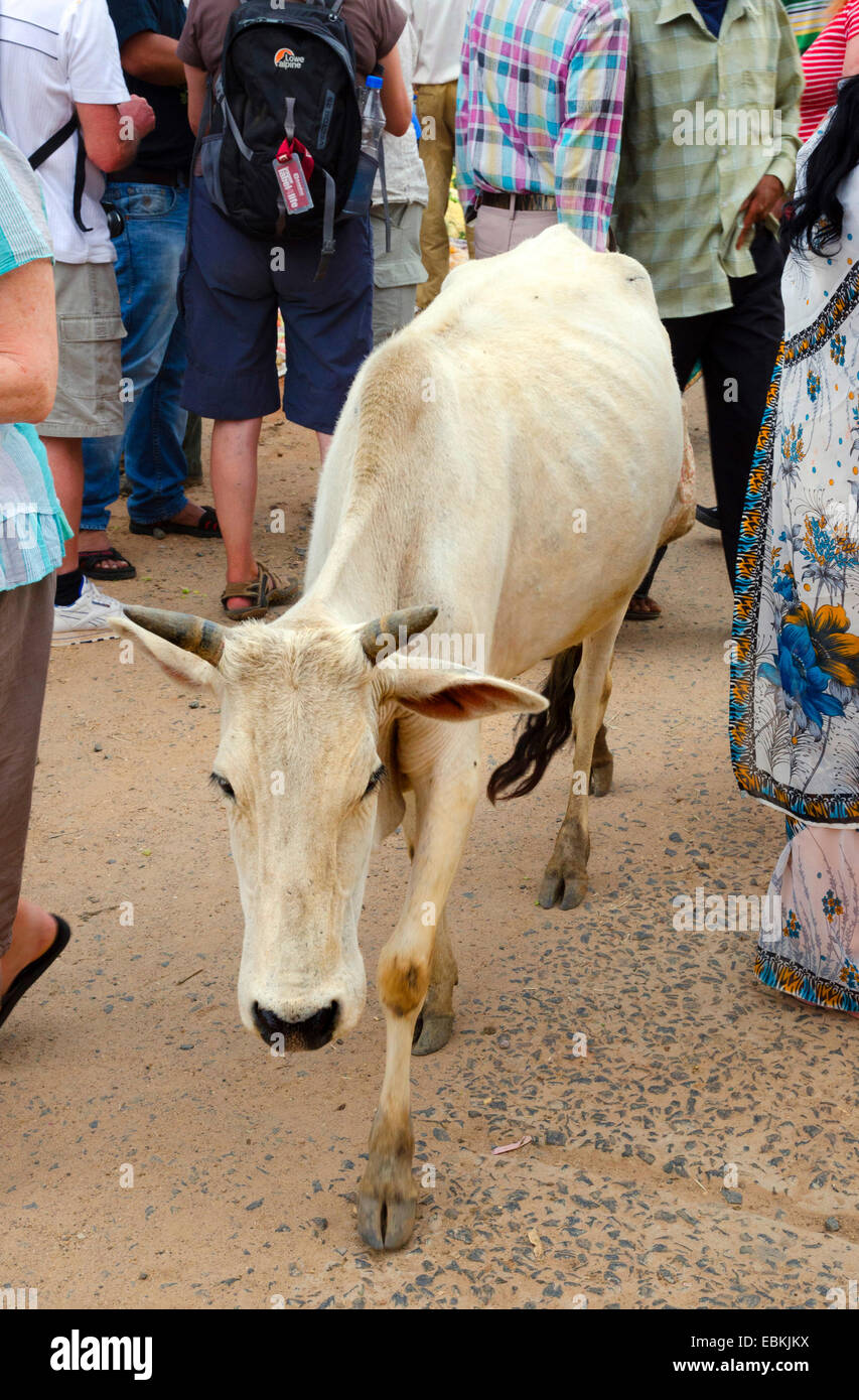 Gli animali domestici della specie bovina (Bos primigenius f. taurus), camminando su un mercato, India, Madhya Pradesh, Moca Foto Stock
