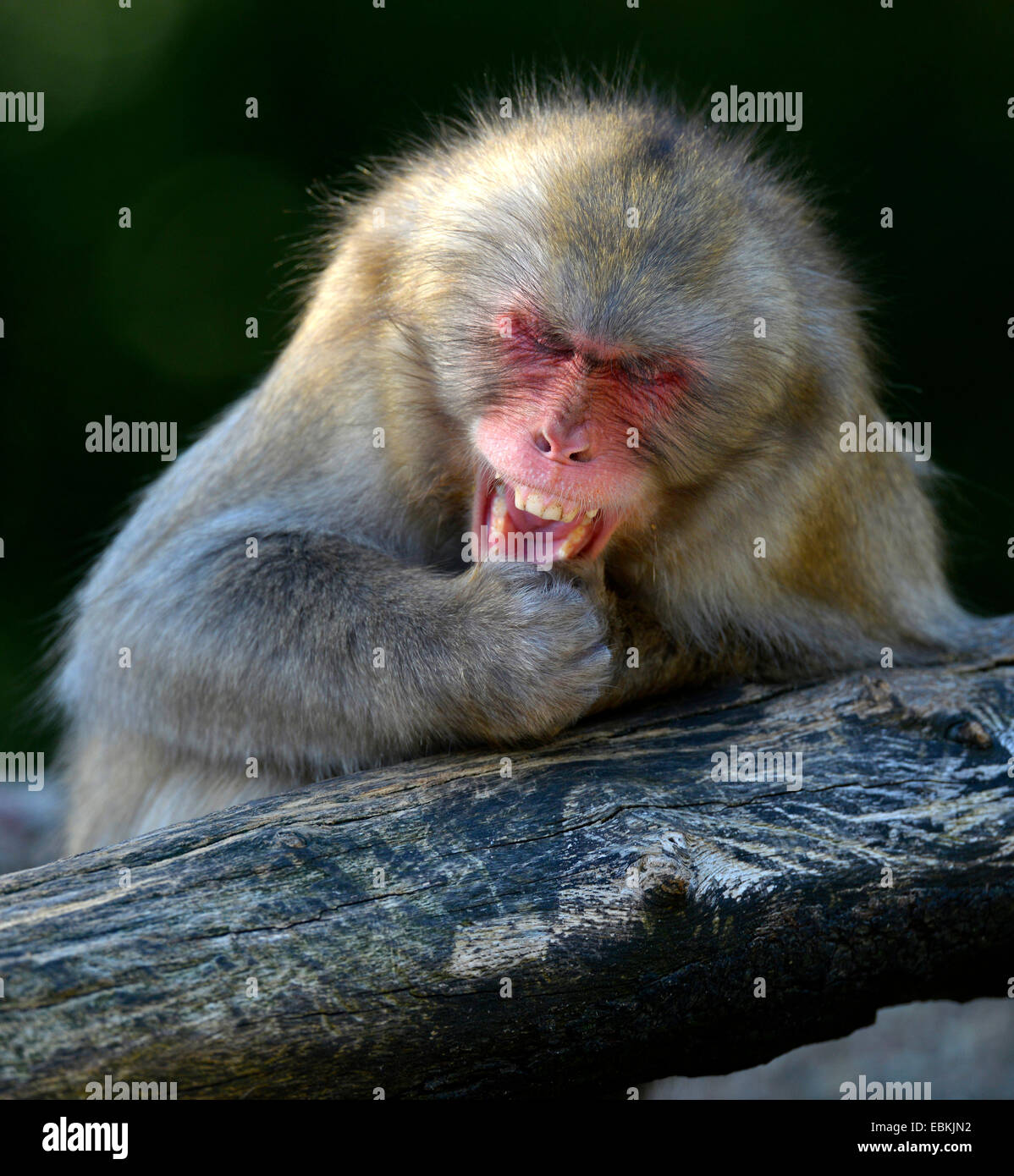 Macaque giapponese, neve di scimmia (Macaca fuscata), sembra ridere fino il manicotto Foto Stock