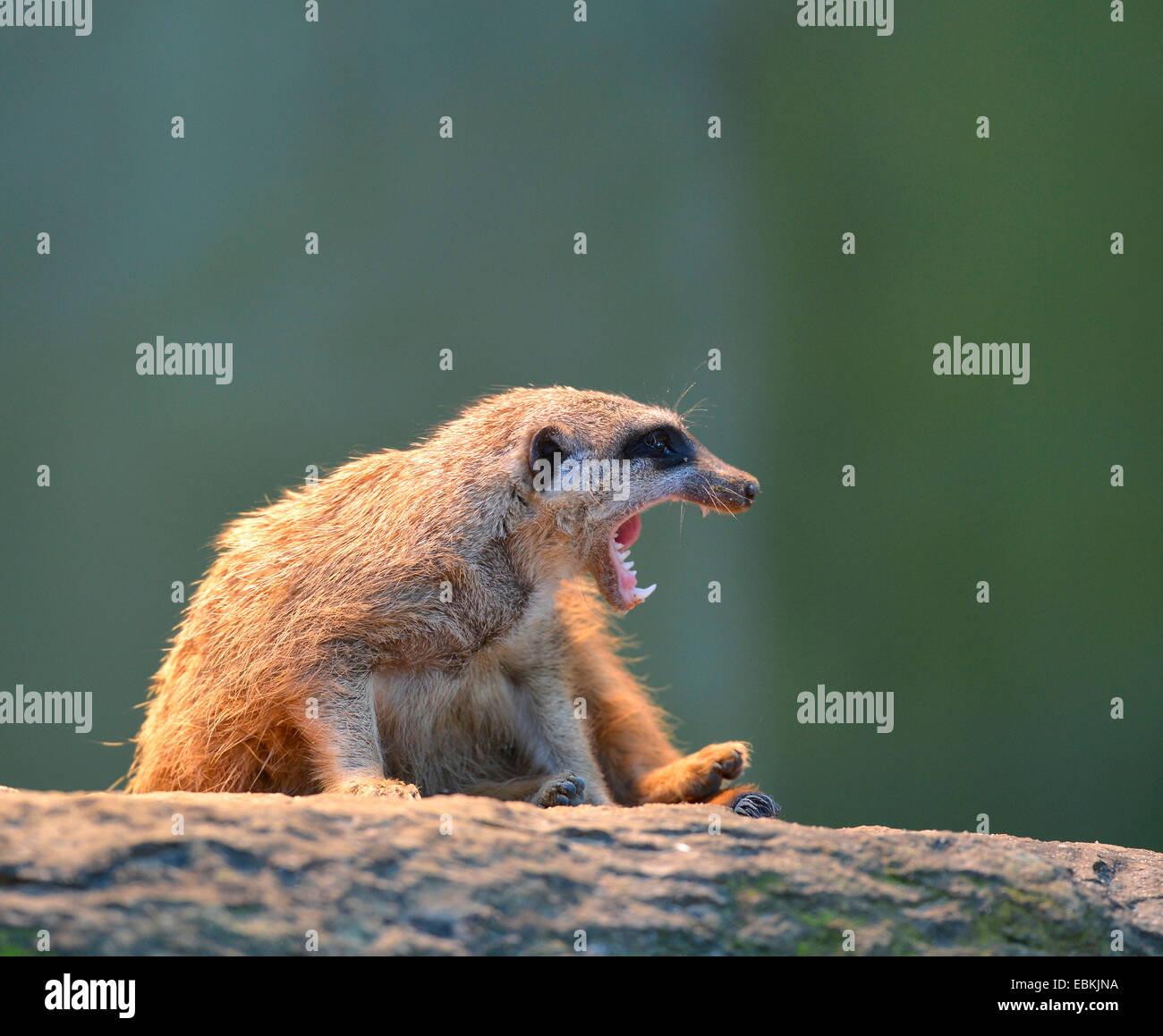 Suricate, sottile-tailed meerkat (Suricata suricatta), seduto su una pietra a sbadigliare Foto Stock