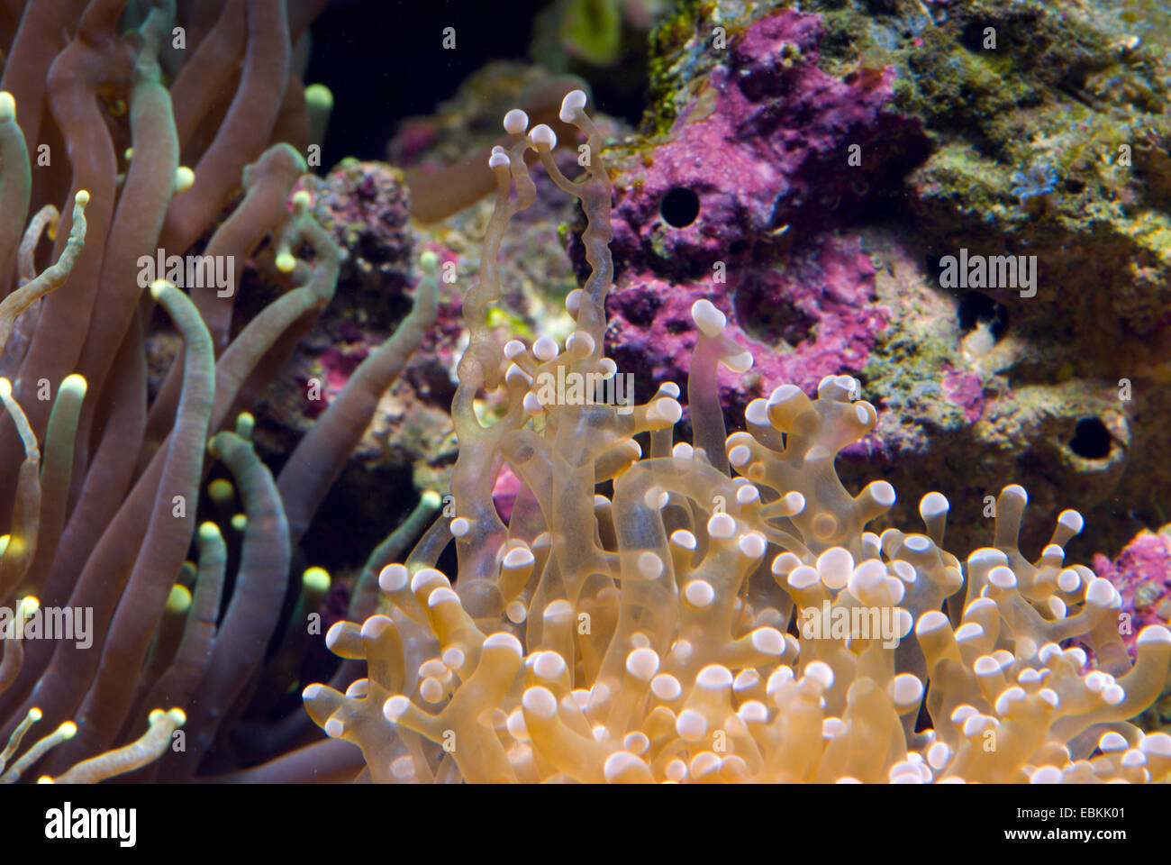 Torcia Coral (Euphyllia spec.), vista laterale Foto Stock