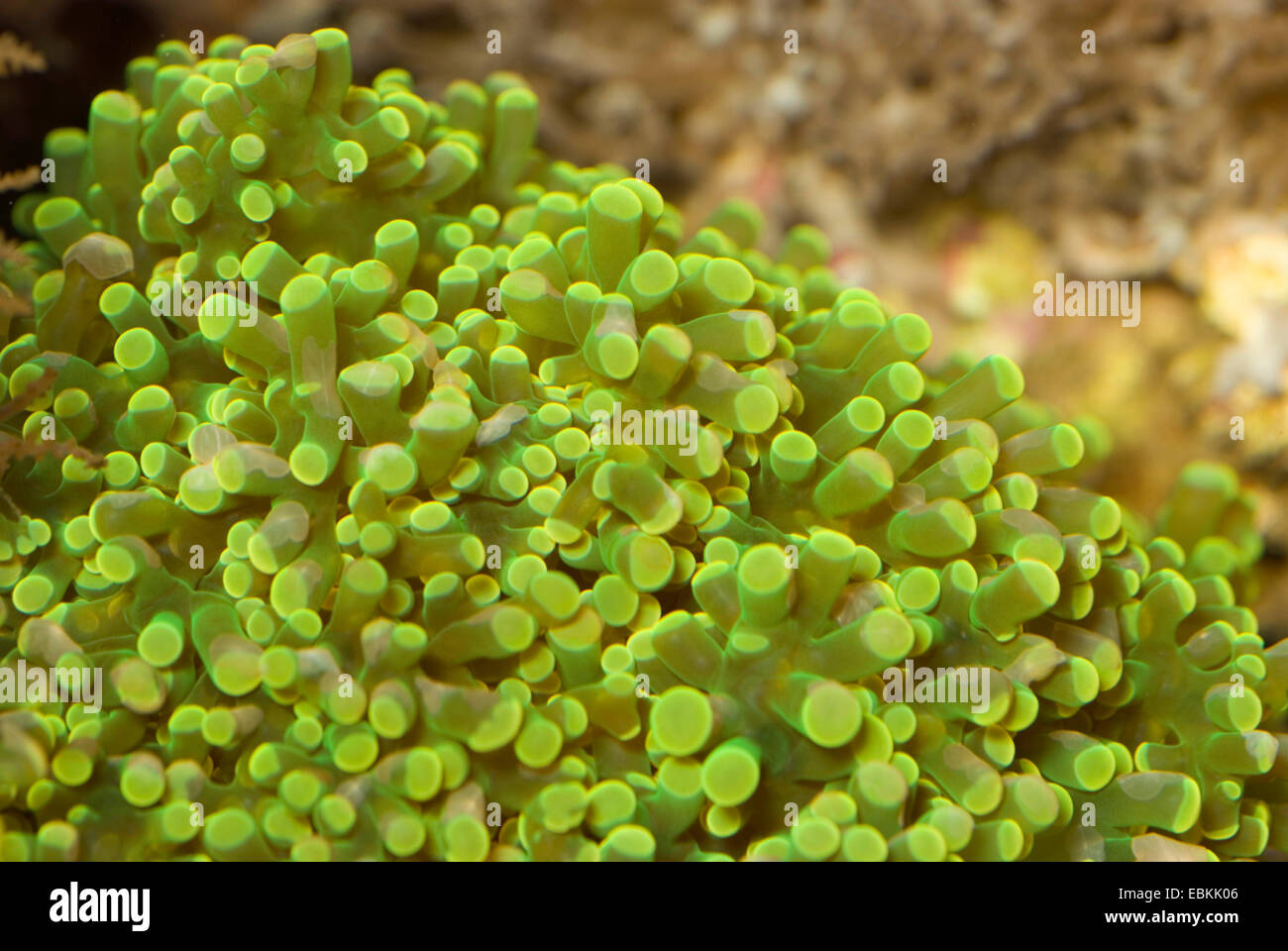 Frogspawn coral (Euphyllia paradivisa), vista da vicino Foto Stock