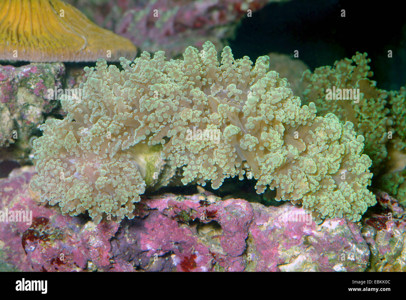 Torcia Coral (Euphyllia spec.), vista laterale Foto Stock