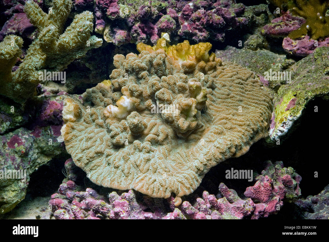 Stony Coral (Hydnophora pilosa), ad alto angolo di visione su una colonia Foto Stock