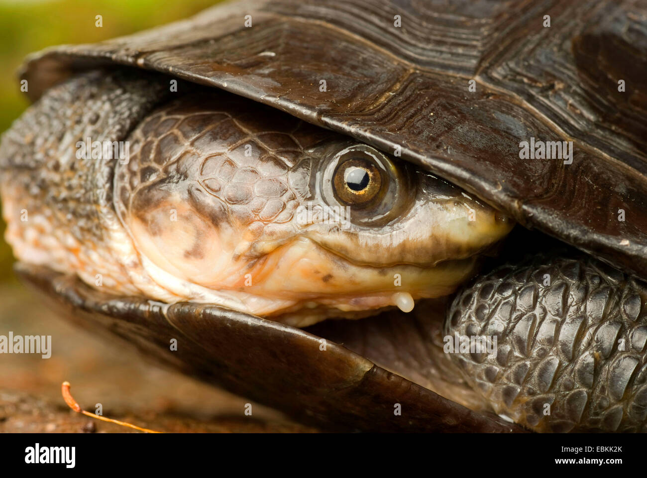 Gibba tartaruga (Mesoclemmys gibba, Phrynops gibbus), ritratto con collo contratta, ad esempio per un lato del collo a tartaruga Foto Stock