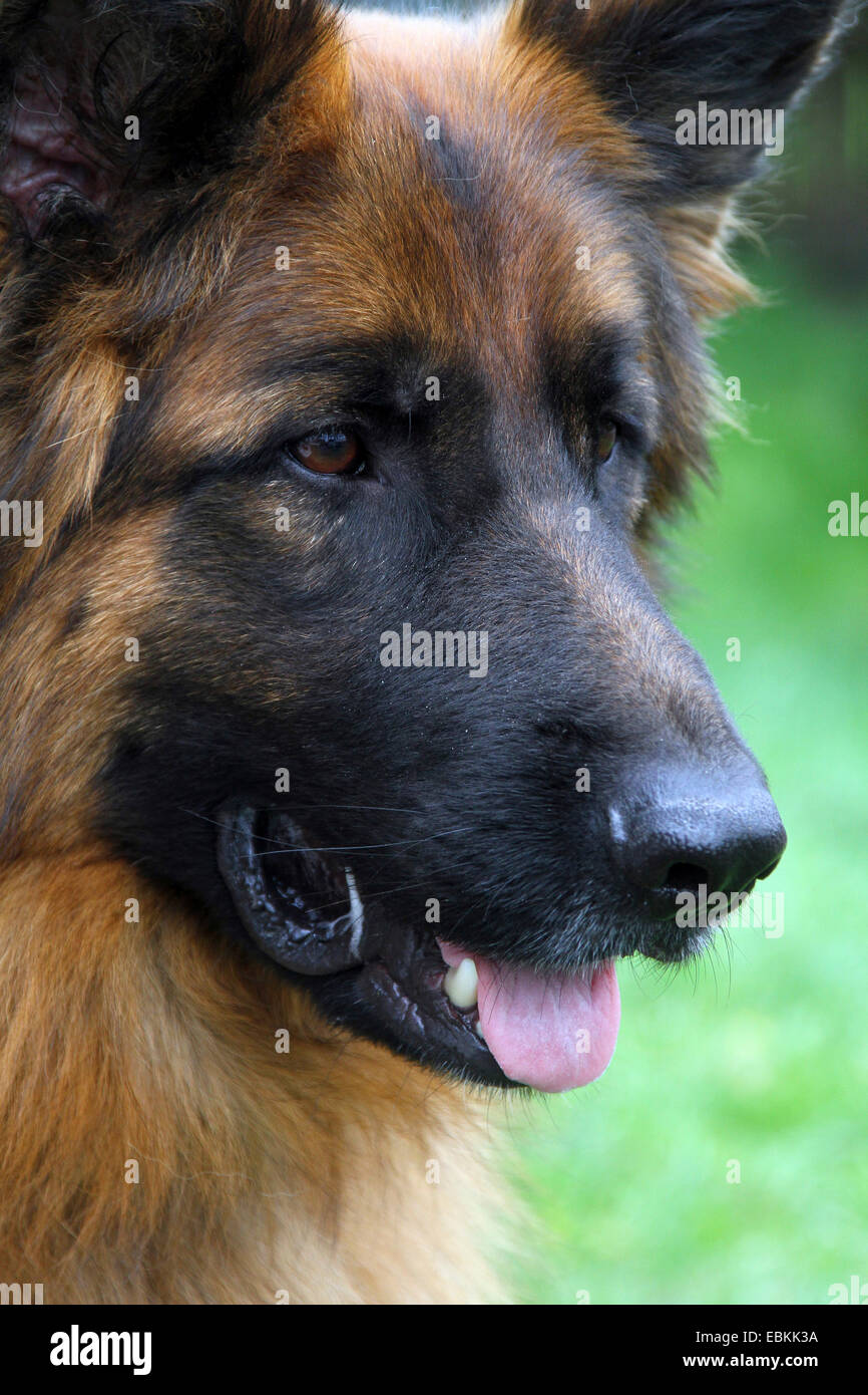 Pastore Tedesco cane (Canis lupus f. familiaris), capelli lunghi, ritratto Foto Stock