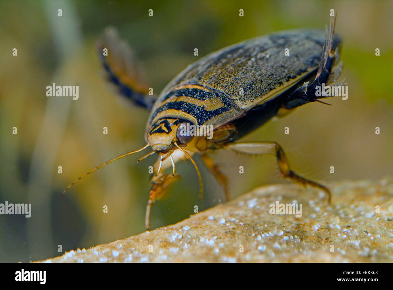 Pond beetle, stagno comune beetle (Acilius sulcatus), diving, Germania Foto Stock