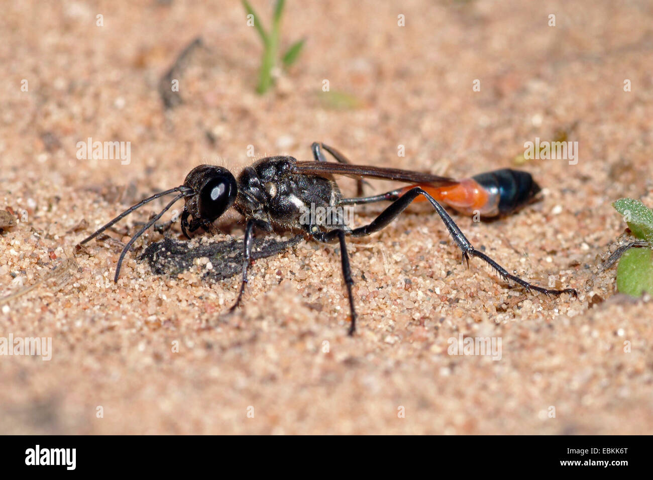 Rosso-sabbia nastrati wasp (Ammophila sabulosa), sul suolo sabbioso, Germania Foto Stock