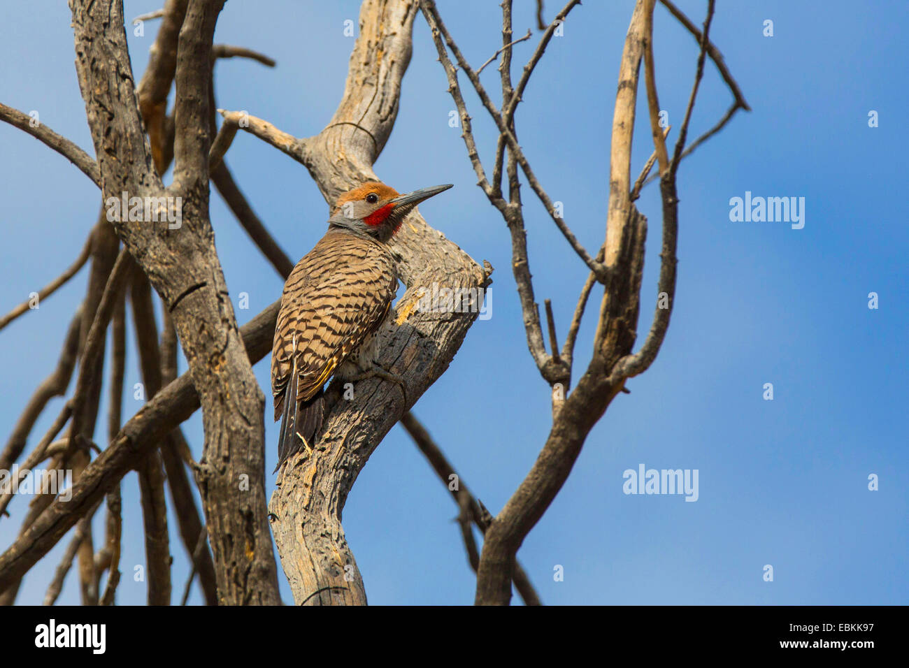 Flicker comune (Colaptes auratus), seduto su un albero morto, USA, Arizona Foto Stock