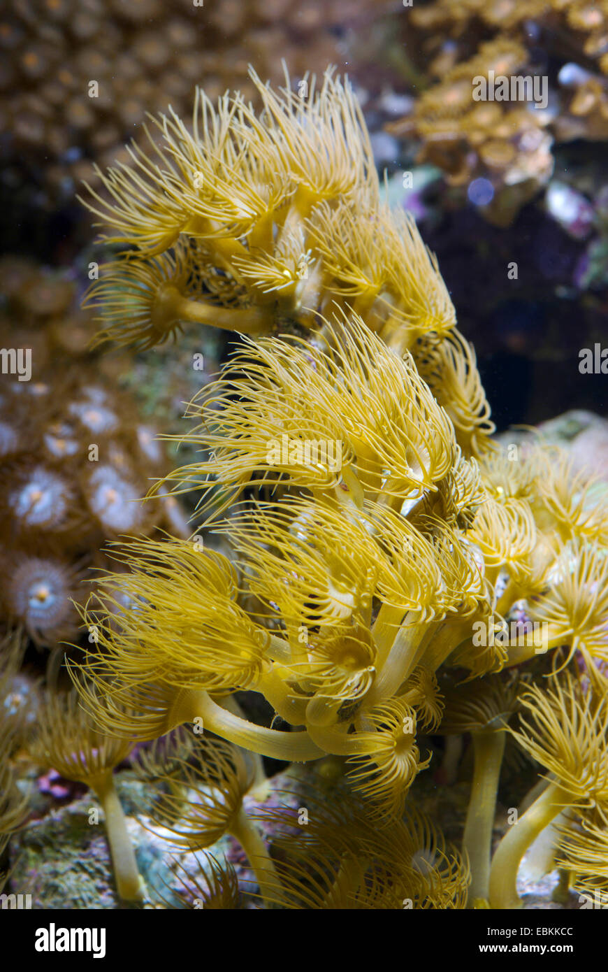 Giallo zoanthid commensale, incrostanti giallo anemone marittimo (Parazoanthus axinellae), Colonia Foto Stock